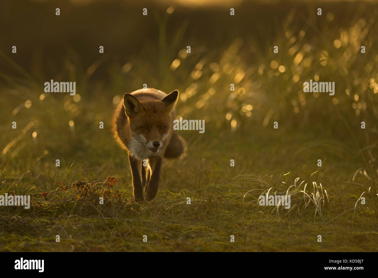 Red Fox / rotfuchs ( Vulpes vulpes ) la chasse sur les prairies, tard dans la soirée, la faible lumière du soleil, contre-jour, pleine d'atmosphère, de la faune, euro Banque D'Images