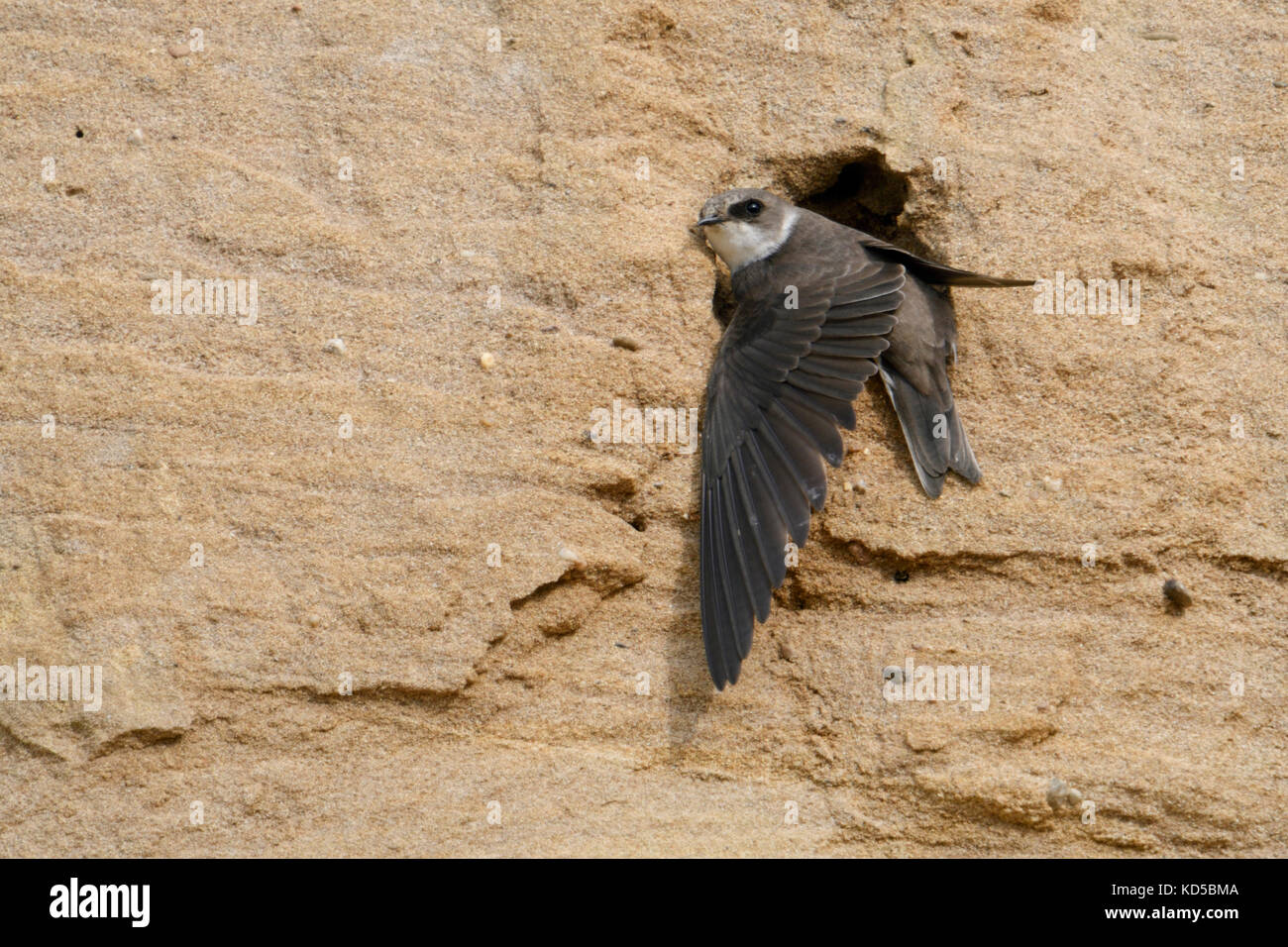 Sand Martin / Hirondelle / Uferschwalbe (Riparia riparia) perché sur son nid, s'étirant son aile de tenir lui-même à la place de la faune, de l'Europe. Banque D'Images
