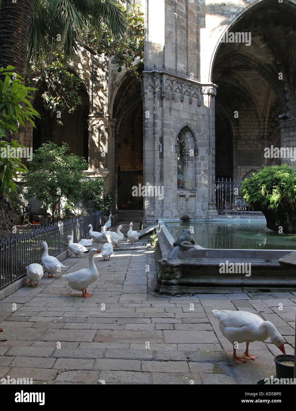 Oies dans le centre ville de Barcelone Catalogne Espagne Banque D'Images