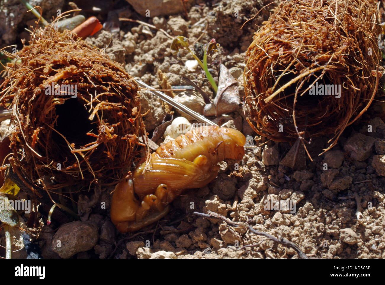 Larve et cocon de charançon rouge des palmiers (Rhynchophorus ferrugineus) campagne en Sardaigne Banque D'Images