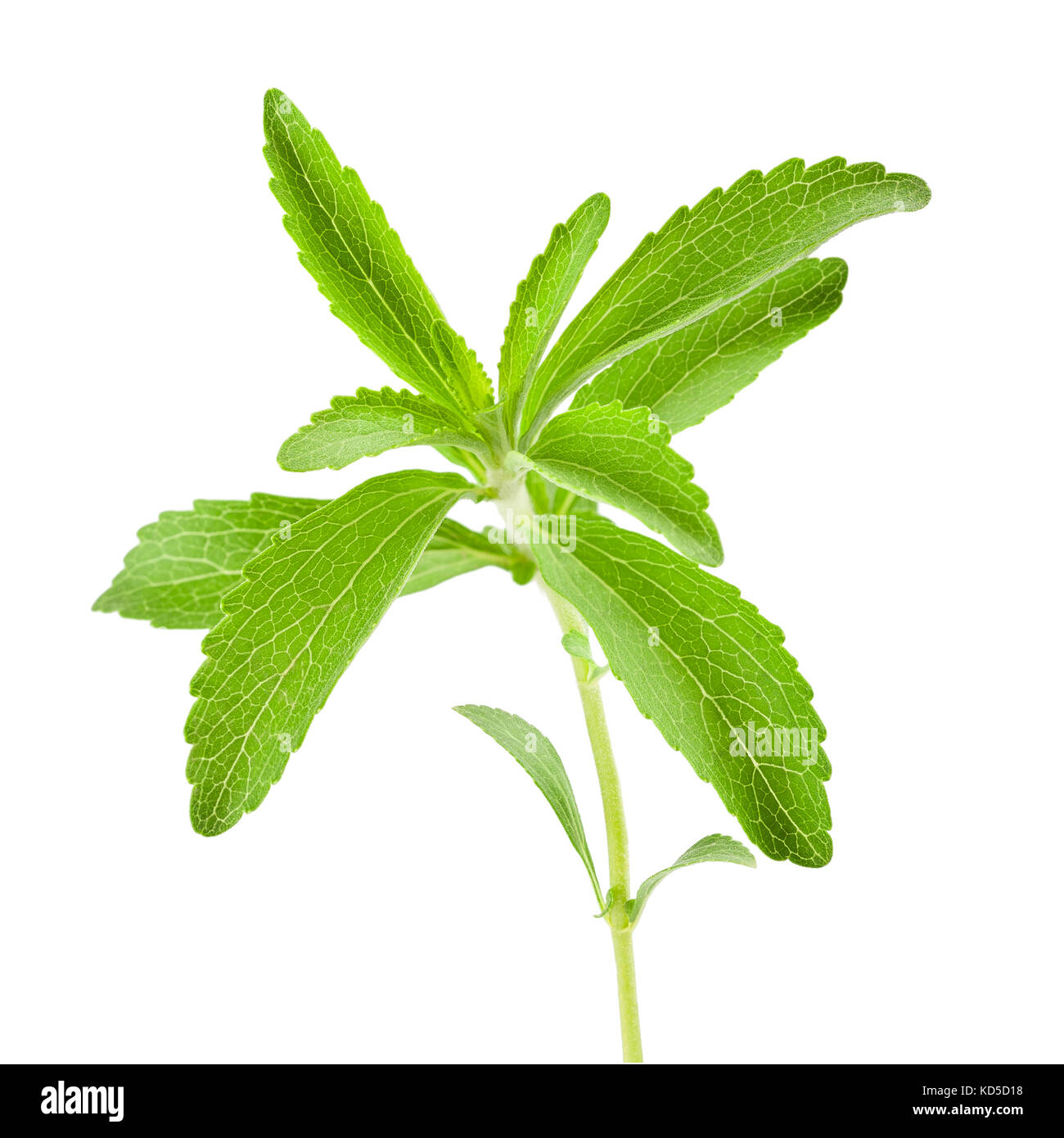 Le Stevia rebaudiana brin isolé sur fond blanc Banque D'Images