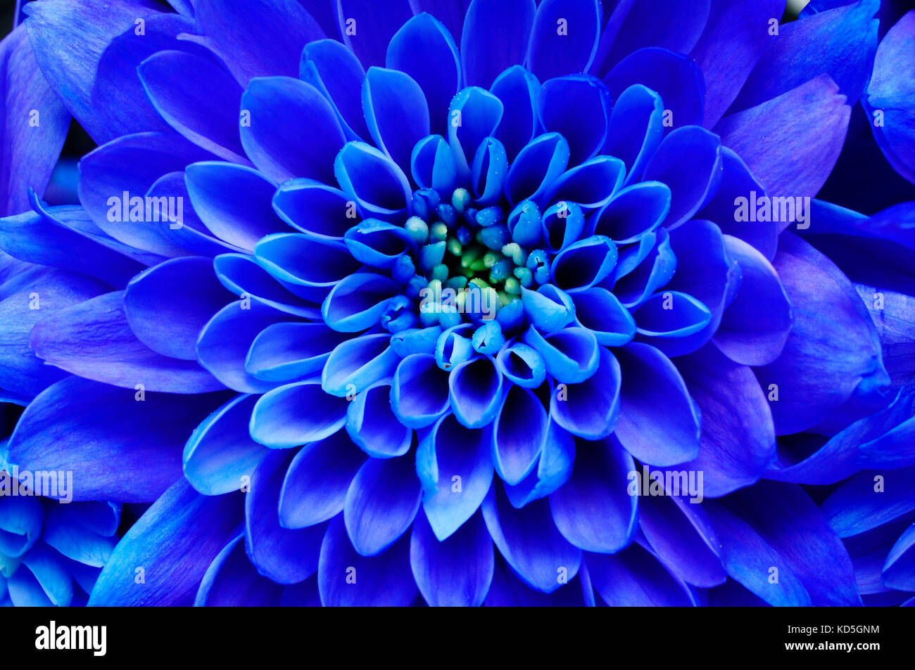 Fleur fond bleu : close up de fleur bleue, aster avec pétales bleu pour le fond ou la texture Banque D'Images