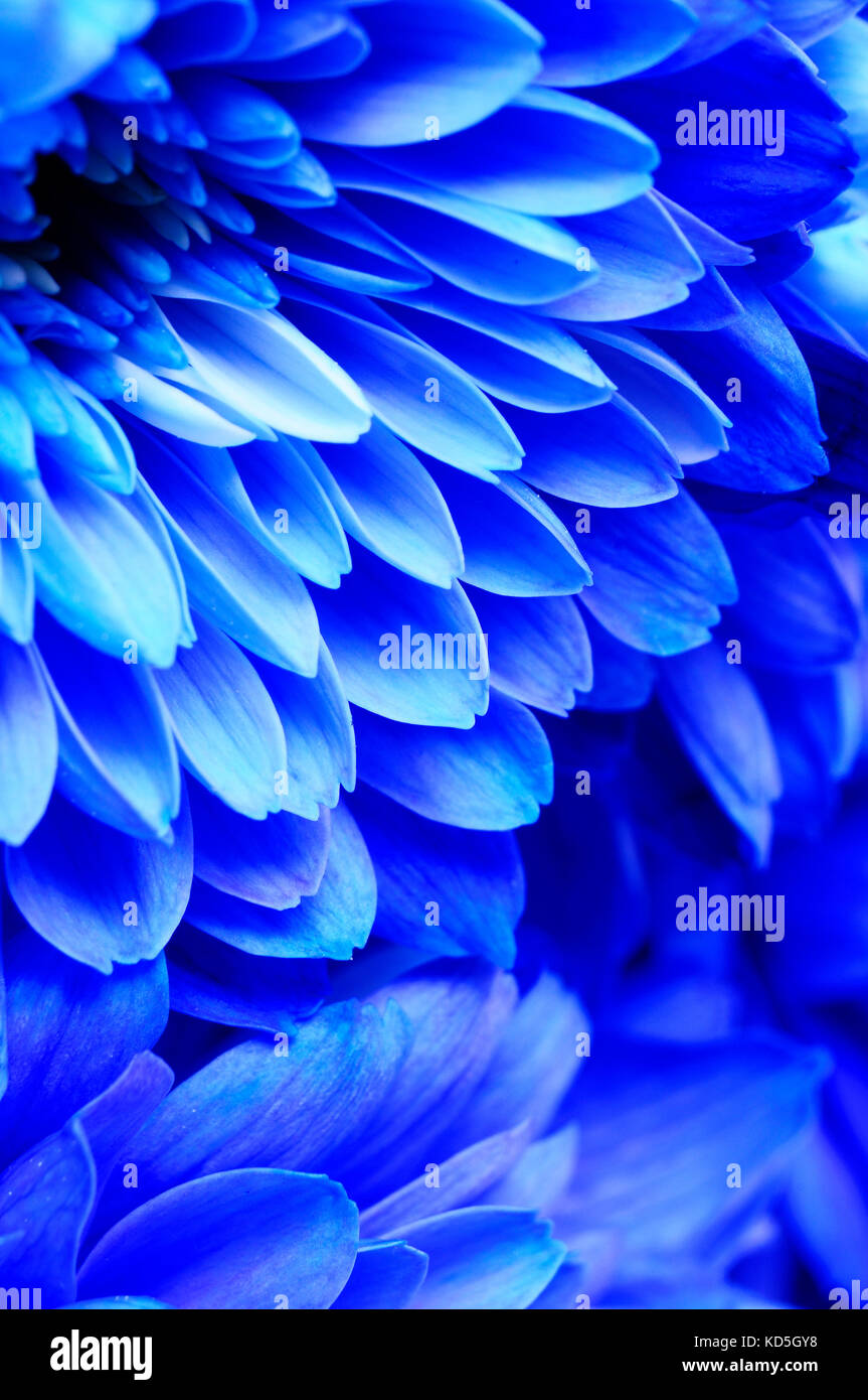 Macro fleur bleu de pétales, aster, pour floral background ou texture Banque D'Images