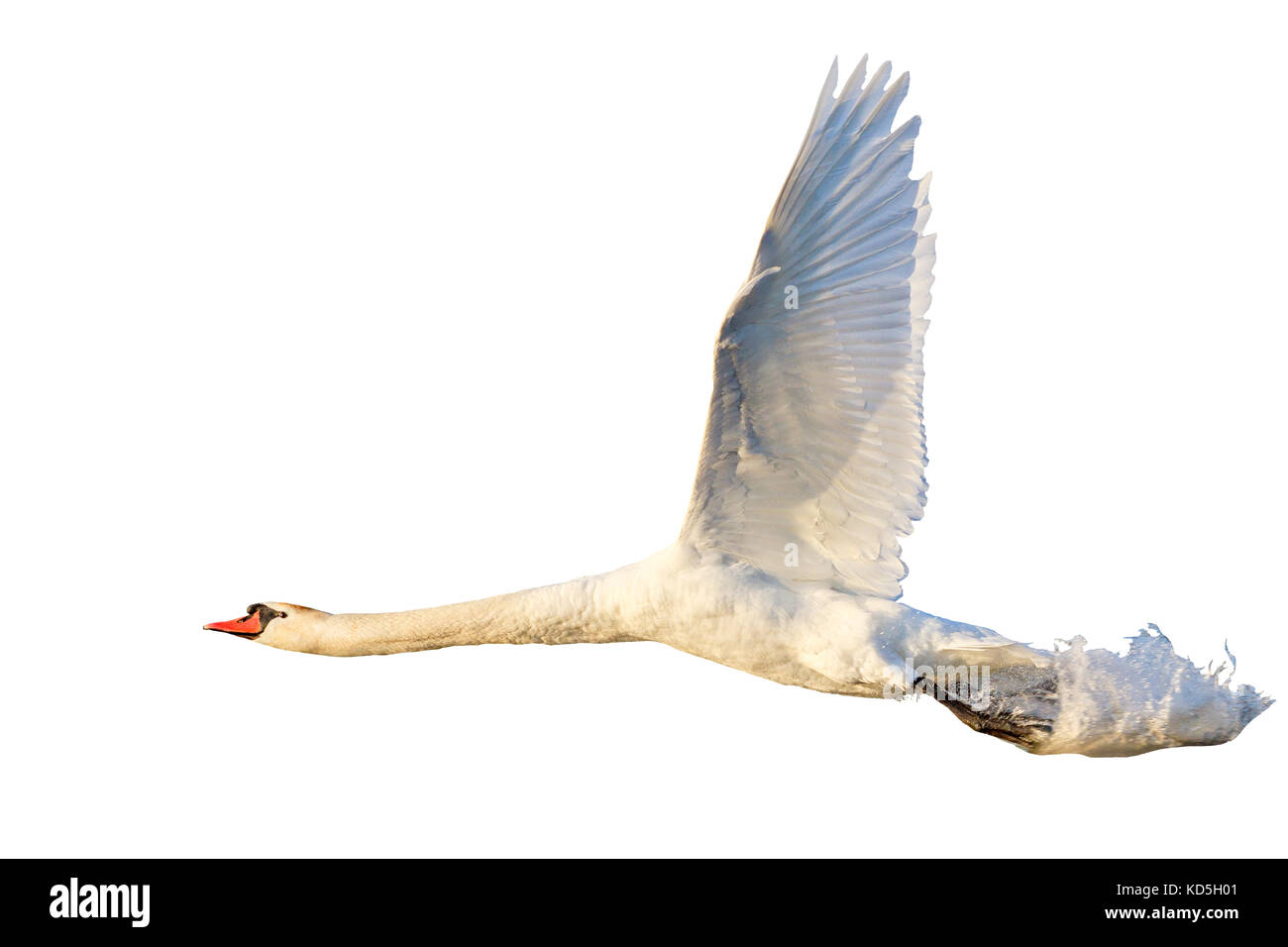 Swan vole avec des éclaboussures d'eau isolé sur blanc Banque D'Images