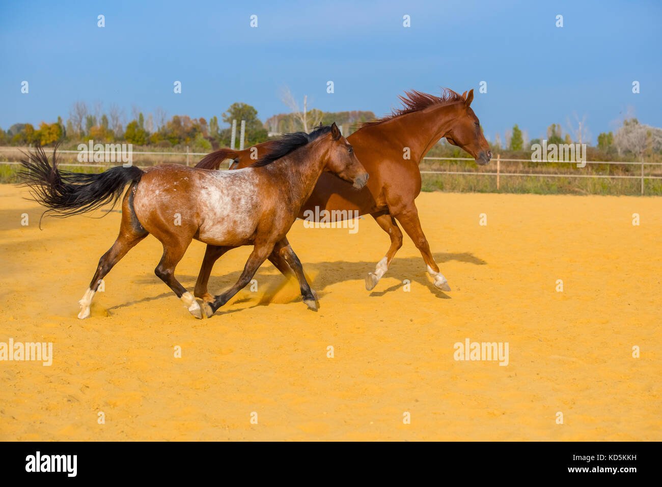 Cheval sur la nature. portrait d'un cheval, le cheval brun Banque D'Images