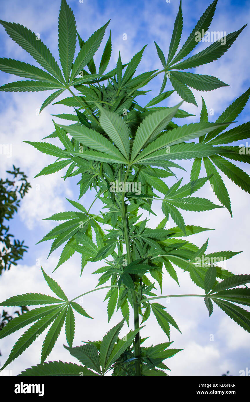 Cannabis sativa, indica, la marijuana, chanvre, ganja, plant Banque D'Images