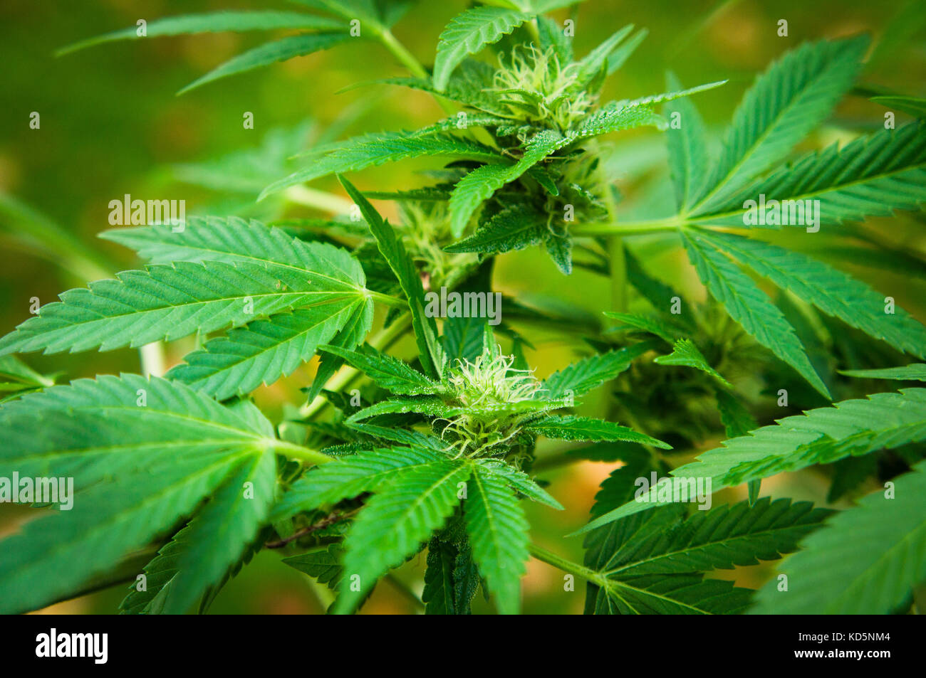 Cannabis sativa, indica, la marijuana, chanvre, ganja, plant Banque D'Images