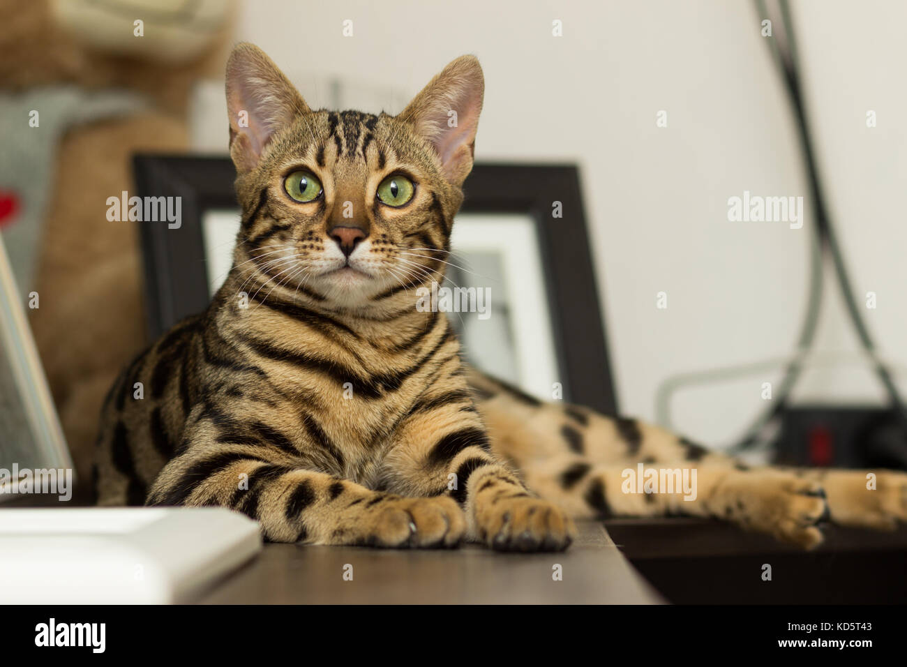 Race De Chat Bengal à Lâge De 5 Mois Davoir Menti Sur La