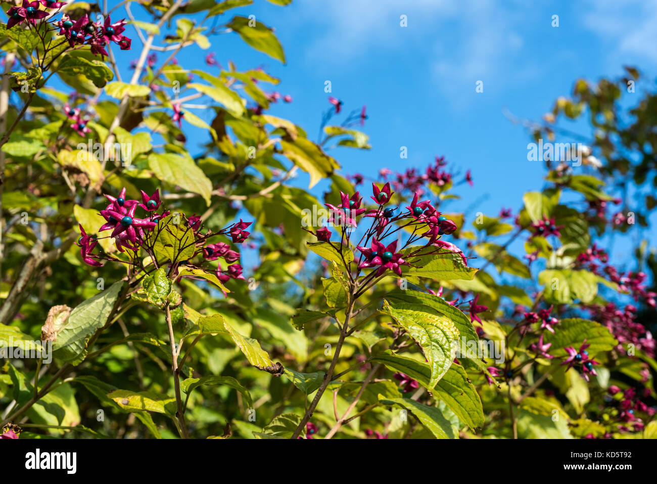 Clerodendrum trichotomum harlequin glorybower fargesii, Farges, Lamiaceae, rose bleu de baies. Banque D'Images
