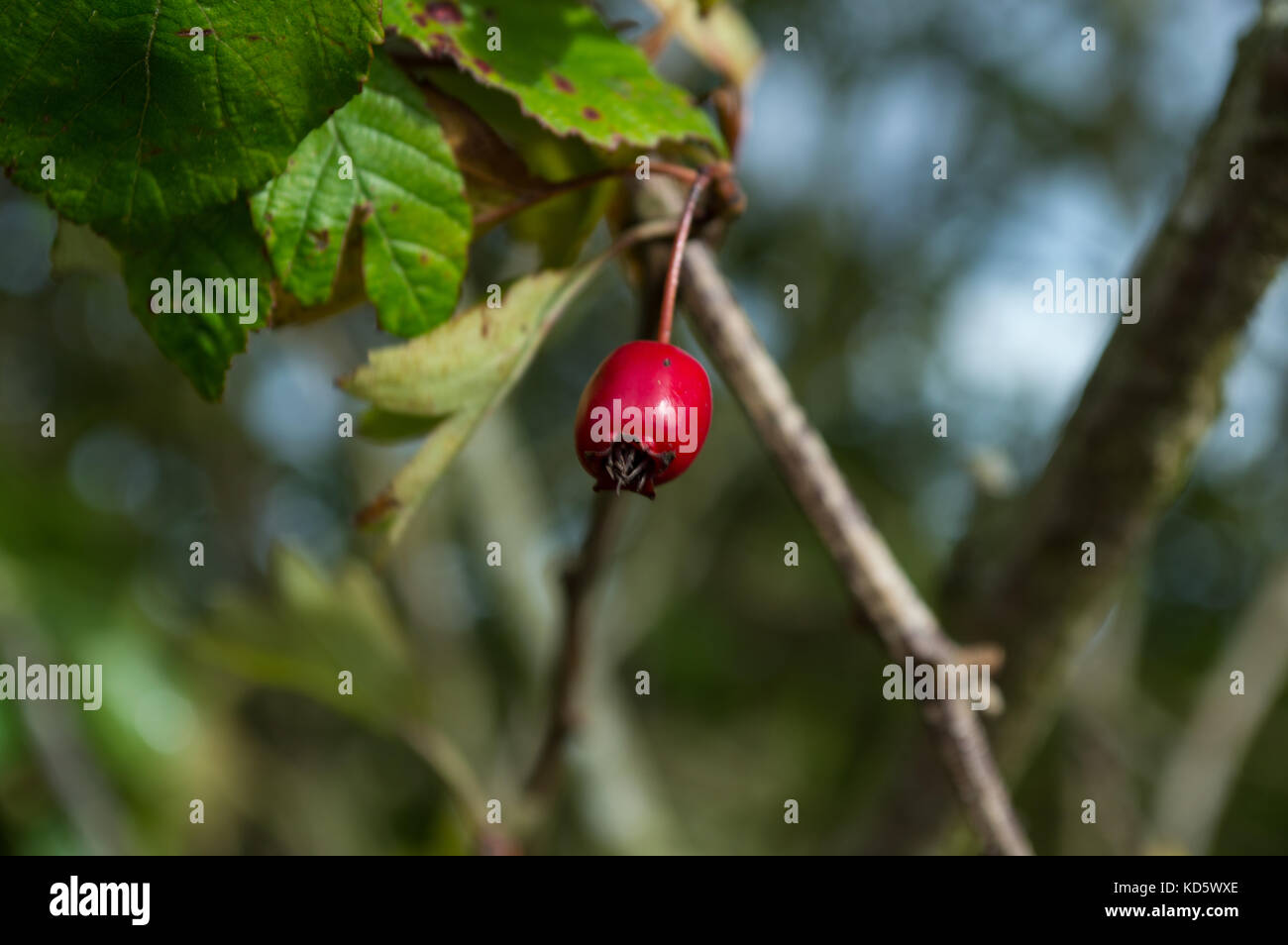 Chien de prairie sauvage macro baies rose hip semences haw hep en automne hiver avec feuillage vert et haie derrière originaire d'angleterre îles britanniques uk Banque D'Images