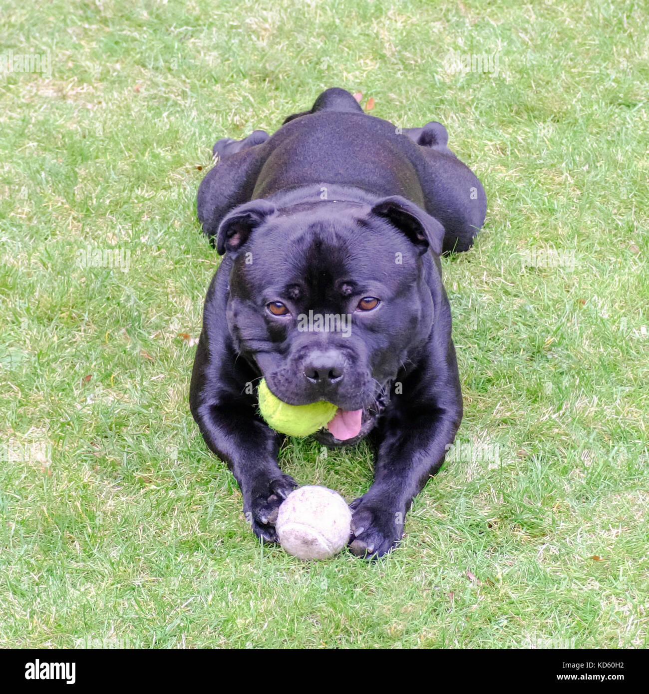 Staffordshire Bull Terrier chien noir couché sur l'herbe à jouer avec des balles de tennis. Il est heureux et détendu. Banque D'Images