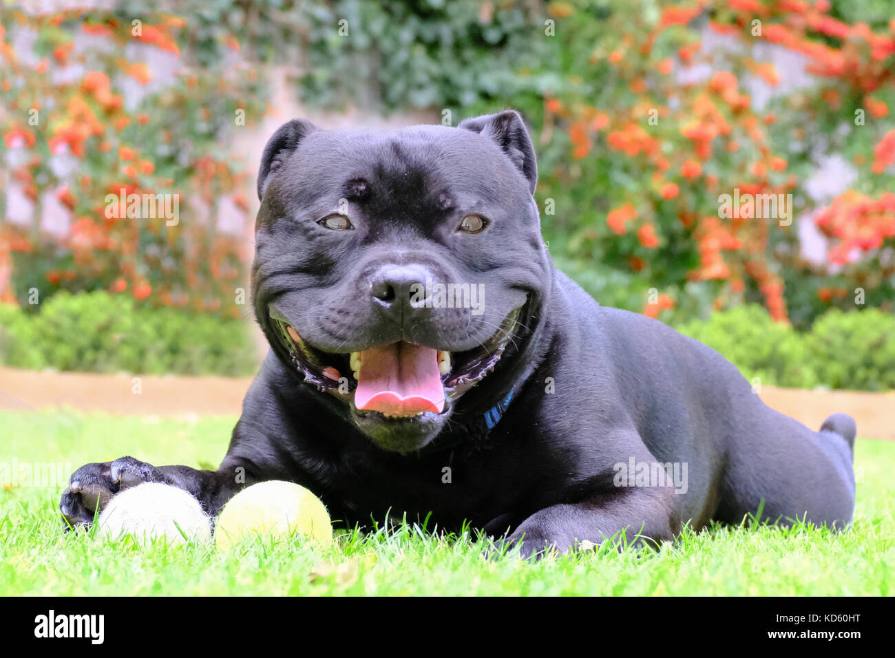 Staffordshire Bull Terrier chien noir couché sur l'herbe à jouer avec des balles de tennis. Il est heureux et détendu. Banque D'Images