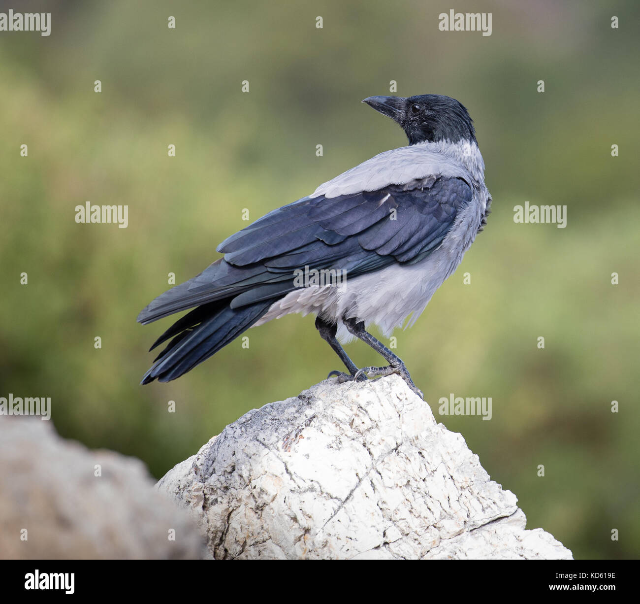 Hooded crow Corvus cornix sur la côte rocheuse d'Ithaque dans les îles ioniennes de la Grèce Banque D'Images