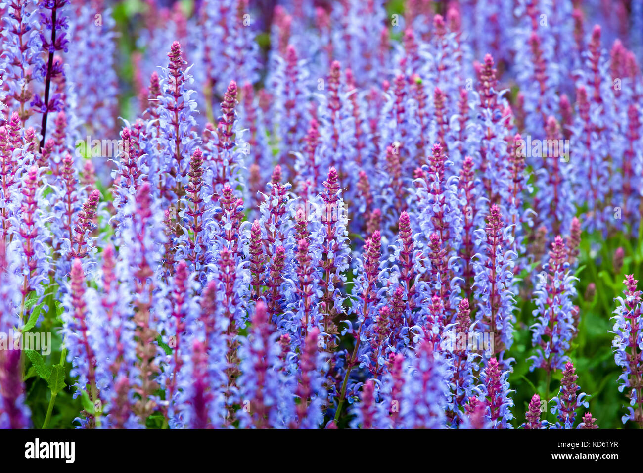Salvia (homonymie) plante blossom Banque D'Images