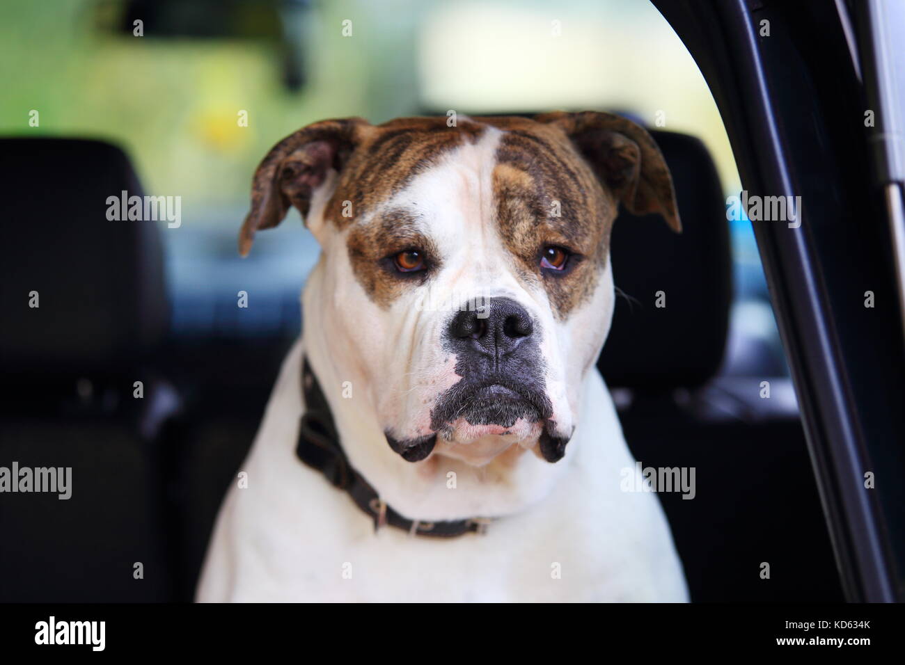 American Bulldog dans grave voiture. tête de bouledogue américain blanc close-up. Banque D'Images