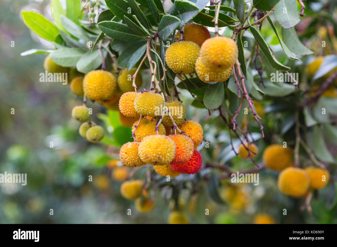 fruits jaunes d'arbutus unedo.fond coloré. Arbre de madrone Banque D'Images