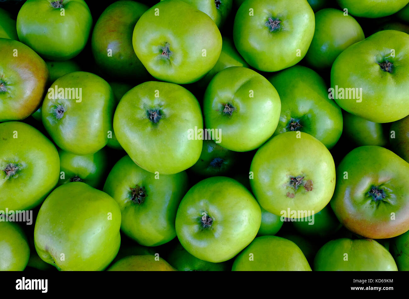 Green bramley pommes reinettes Banque D'Images