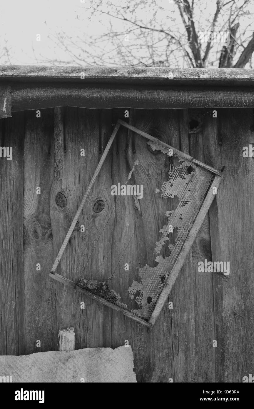 Ancien cadre en nid d'accroche sur le mur de la grange en bois Banque D'Images