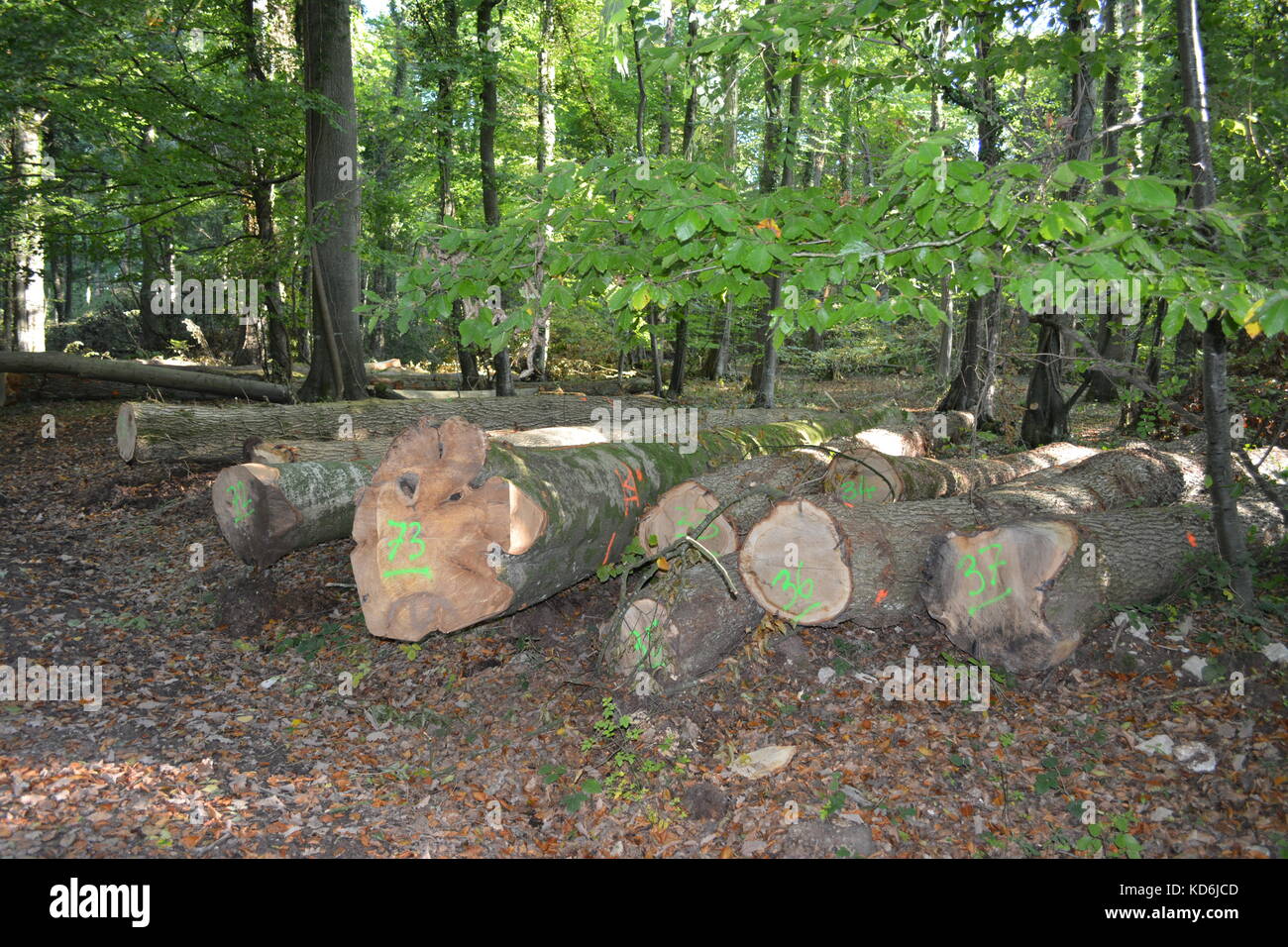 L'exploitation forestière automne arbres, abattage montrant couper des arbres de sciage au sol sol forestier dans les bois au meilleur forestiers herefordshire angleterre doward uk Banque D'Images