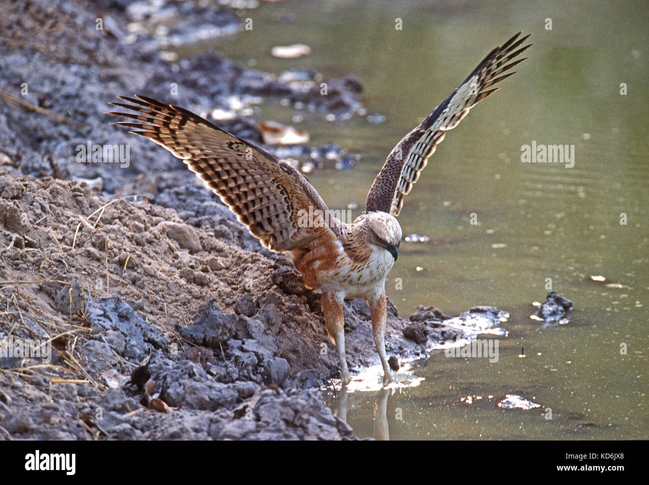 Hawk Eagle variable Nisaetus cirrhatus Ranthambore grenouilles chasse d'hiver du nord de l'Inde Banque D'Images
