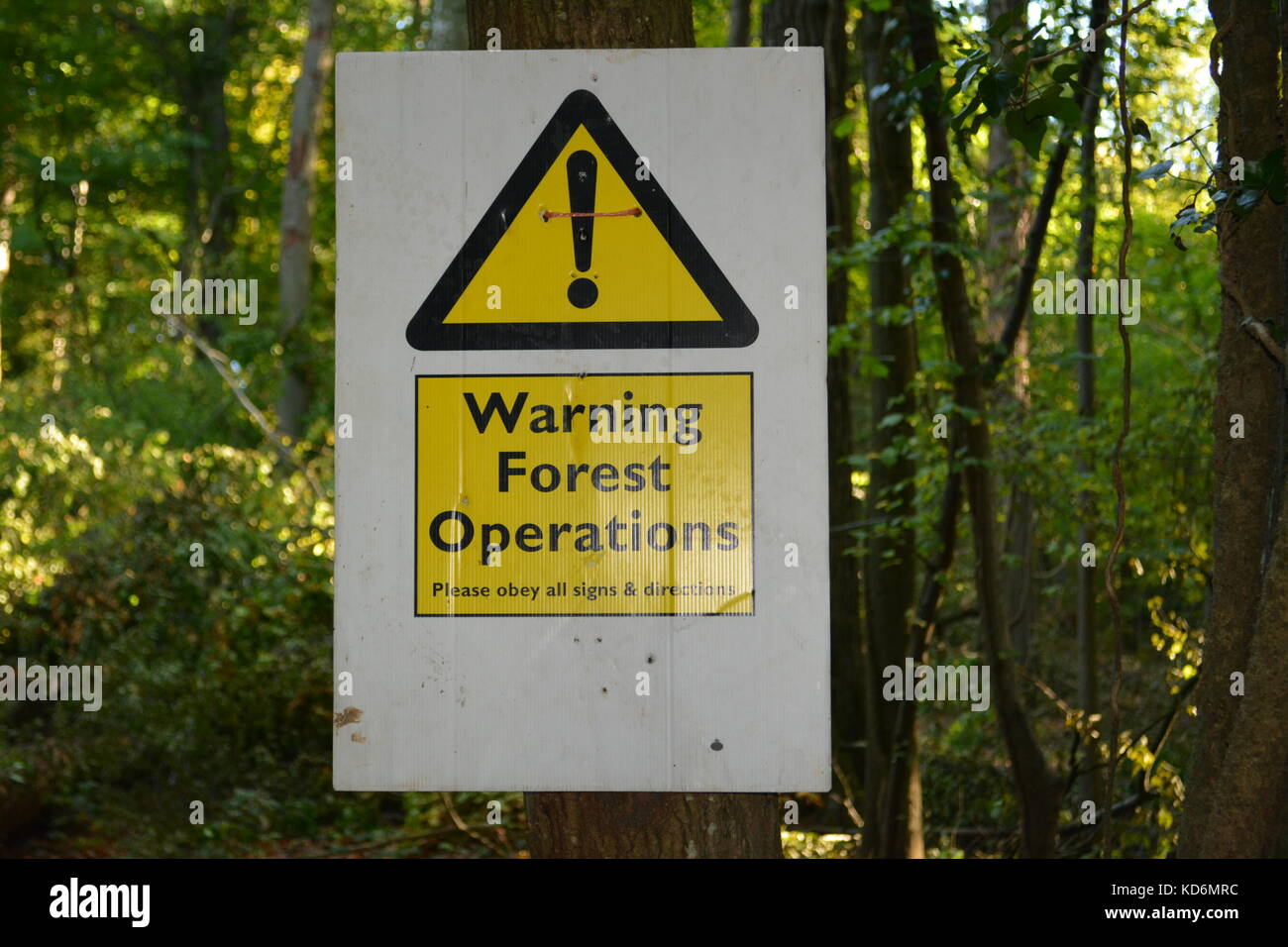 Panneau d'avertissement jaune et noir attaché à l'exploitation forestière sur l'arbre arbres, abattage en forêts à grande doward herefordshire angleterre uk Banque D'Images