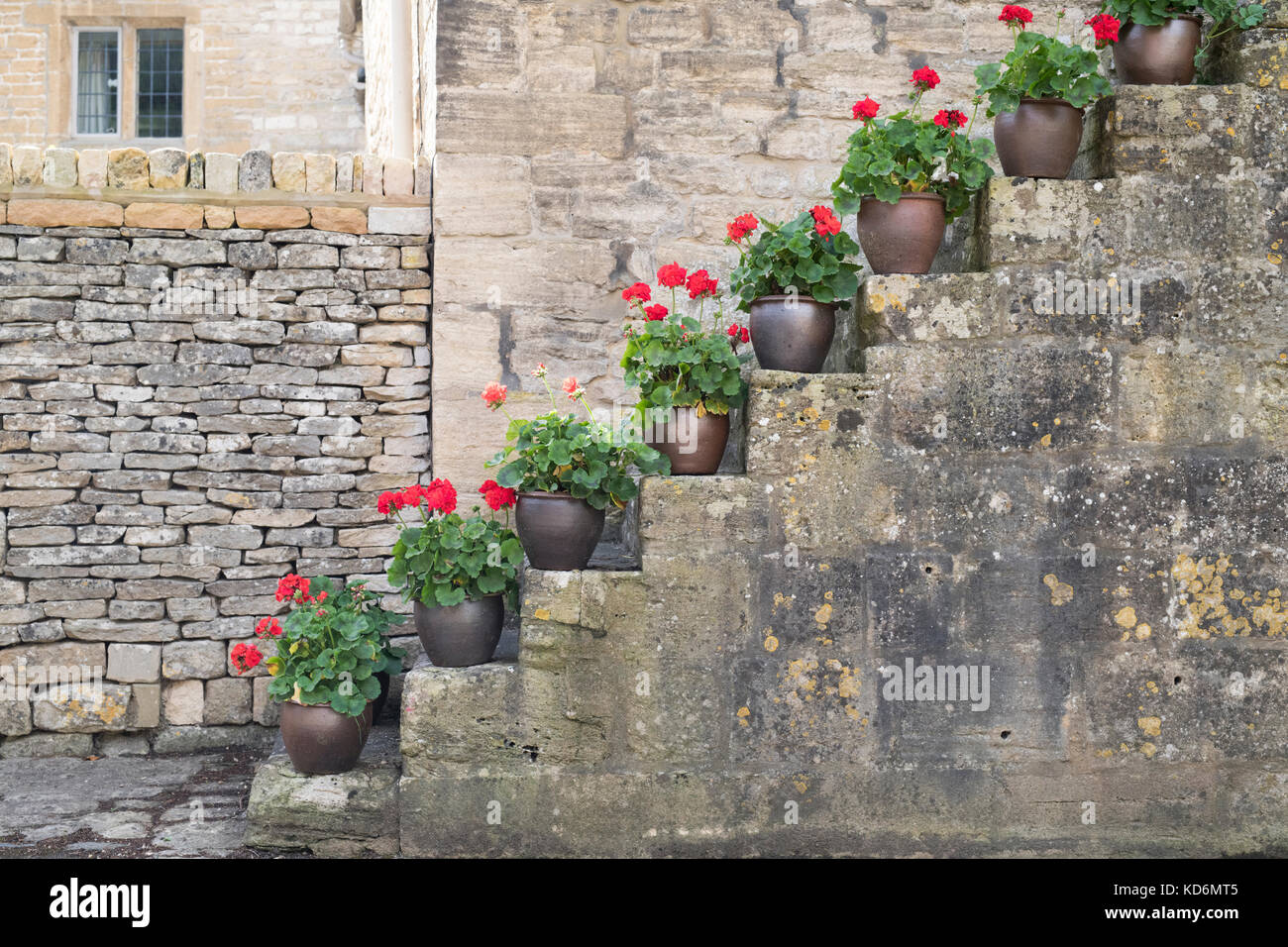 Géraniums en pot / pelargonium fleurs sur des marches en pierre dans le village de Withington, Cotswolds, Gloucestershire, Angleterre Banque D'Images