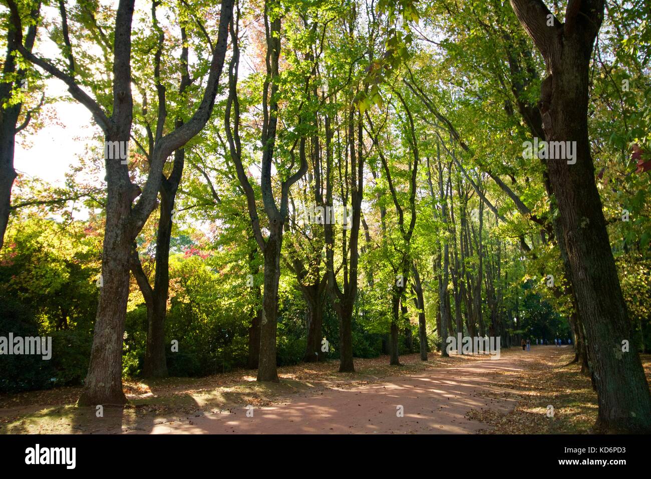 Jardim de Serralves, árvores, copas, folaas e troncos Banque D'Images