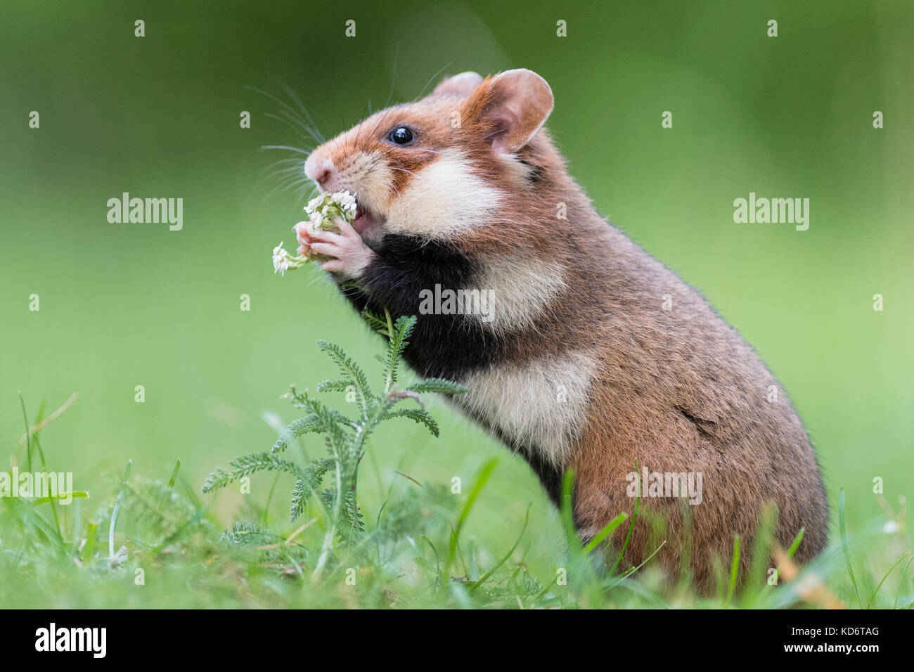 Grand hamster (Cricetus cricetus) en prairie, vienne, autriche Banque D'Images