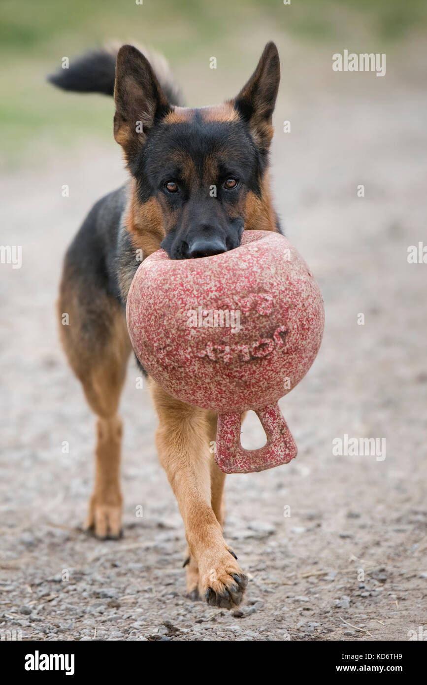 Un chien allemand de Shepard portant une balle de jolly dans sa bouche. Banque D'Images