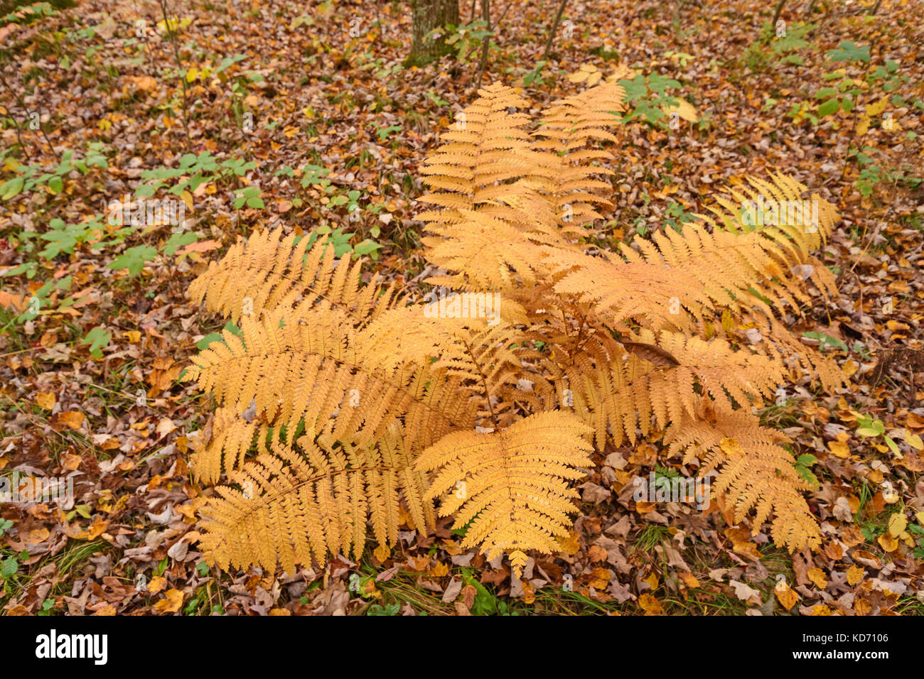 Couleurs d'automne sur une fougère dans black river state forest au Wisconsin Banque D'Images