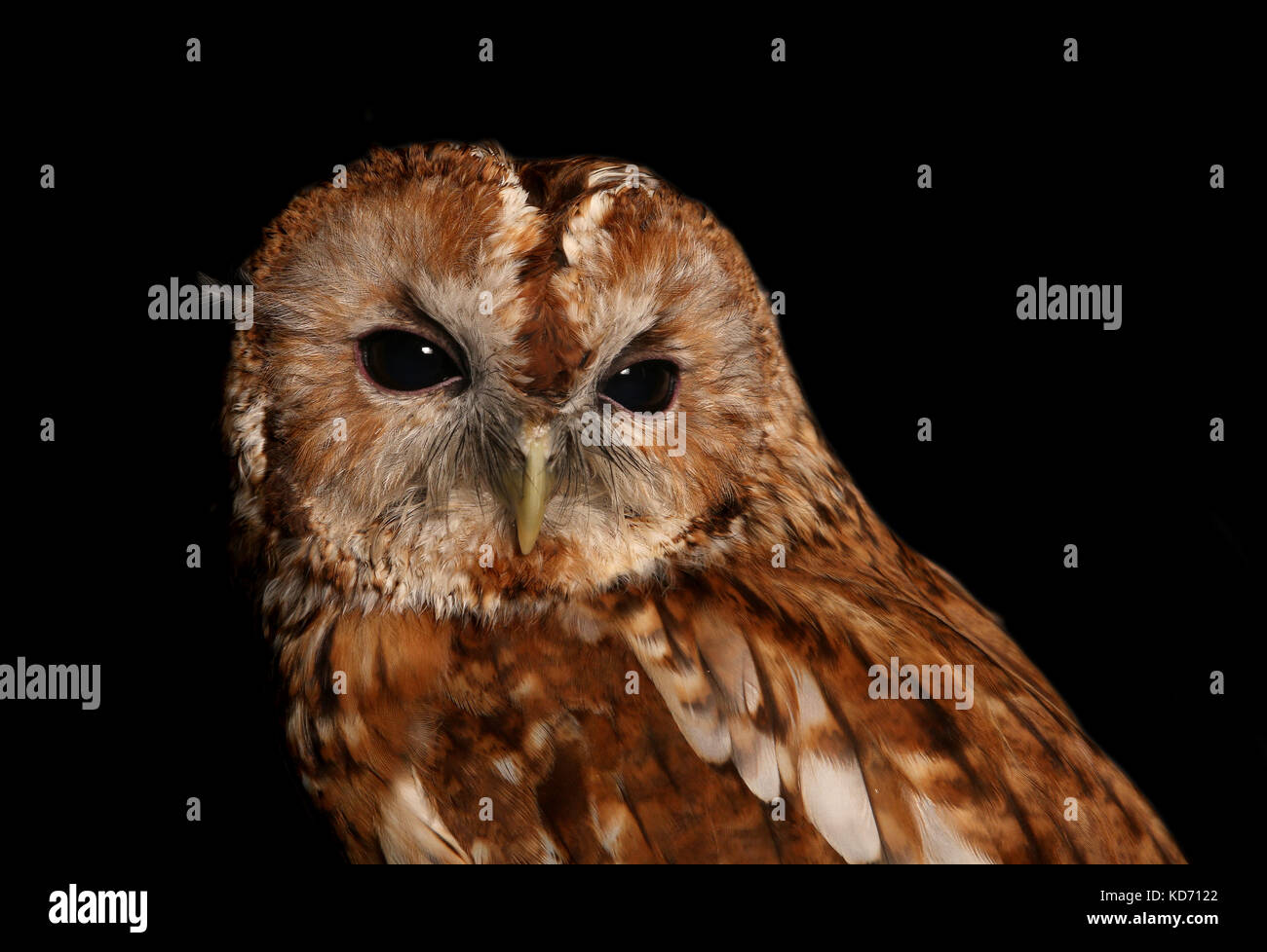 Tawney Owl Strix Aluco enr en studio Banque D'Images