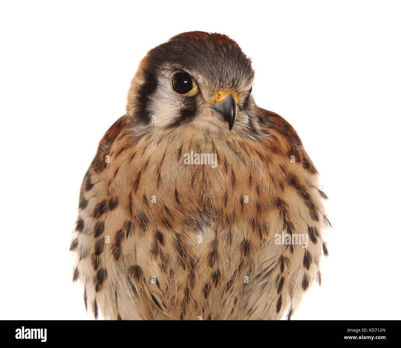 American kestral, Falco sparverius Banque D'Images