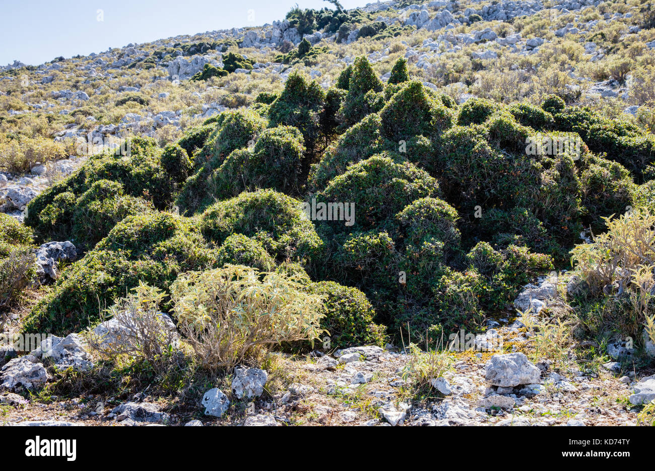 Topiaire de chèvre - arbustes bas à flanc de montagne sur l'île d'Ithaque dans les îles ioniennes de la Grèce étroitement attaché et rognée par les chèvres Banque D'Images
