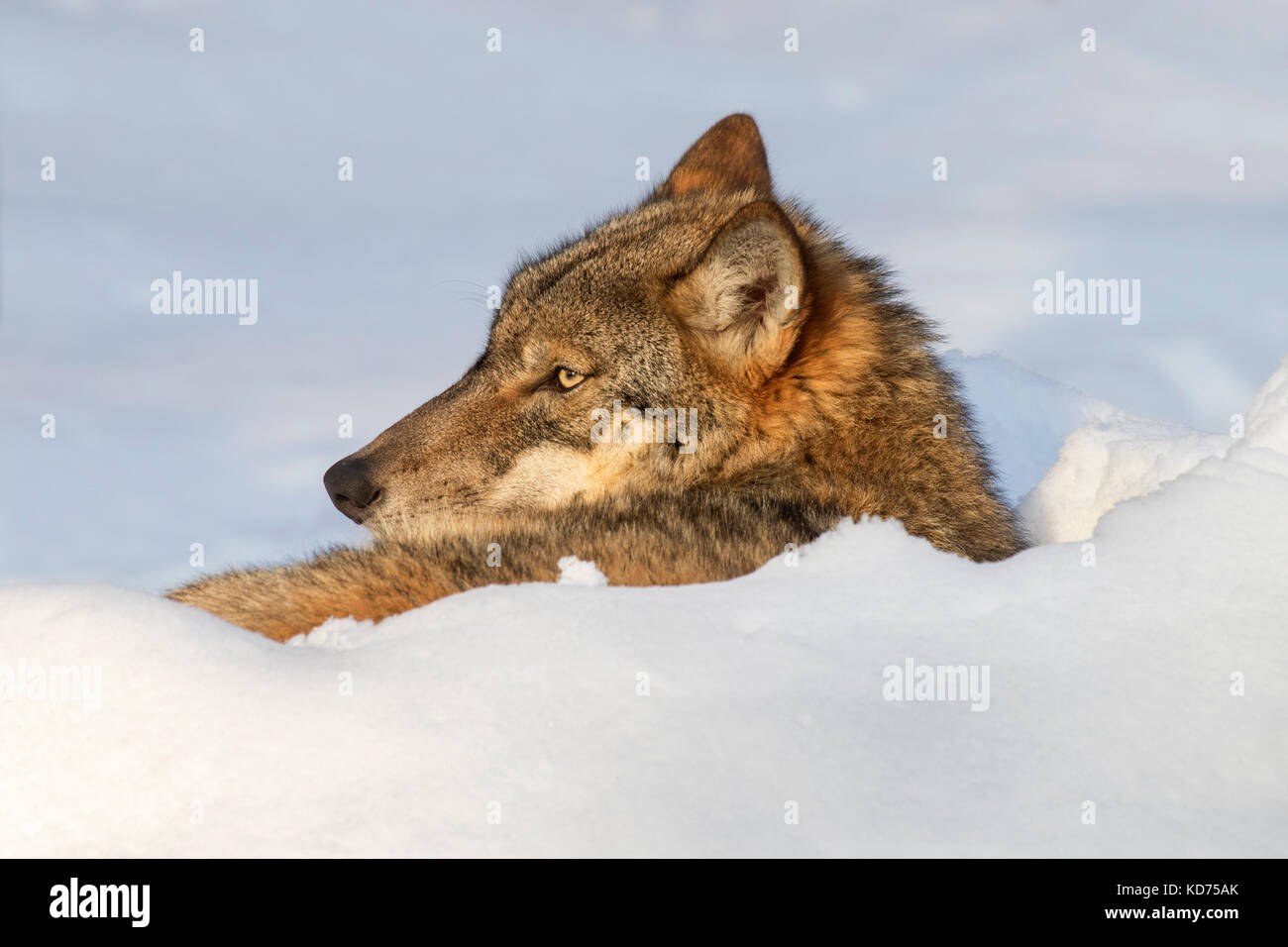Close up de loup gris / grey wolf (Canis lupus) reposant recroquevillé dans la neige en hiver Banque D'Images