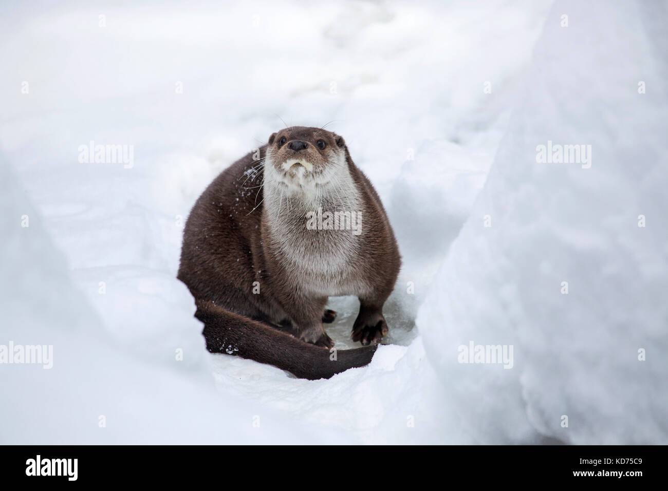 Rivière européenne loutre (Lutra lutra) sur la berge, dans la neige profonde en hiver Banque D'Images