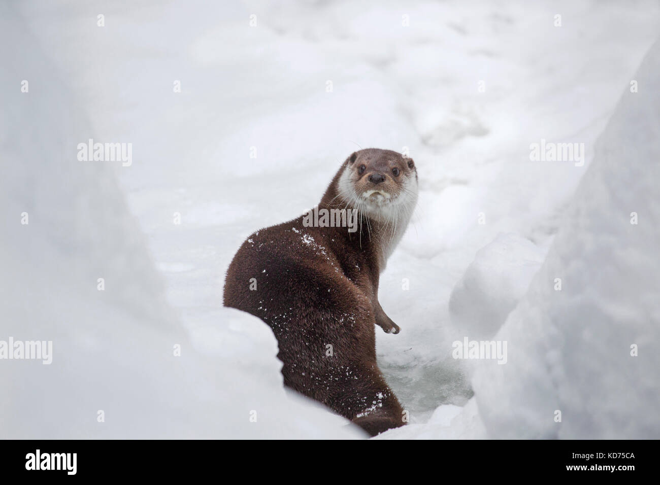 Rivière européenne loutre (Lutra lutra) sur la berge, dans la neige profonde en hiver Banque D'Images