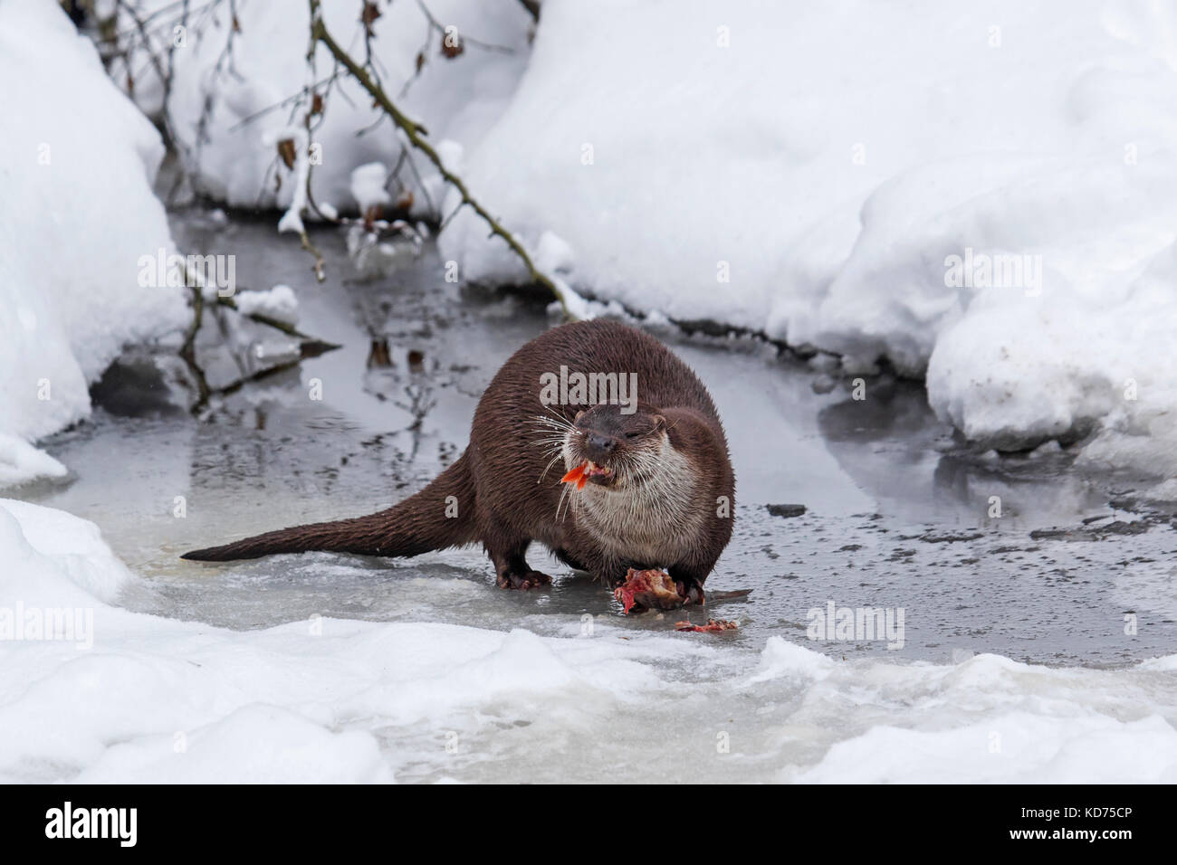 Rivière européenne loutre (Lutra lutra) manger du poisson pêché sur berge, dans la neige en hiver Banque D'Images