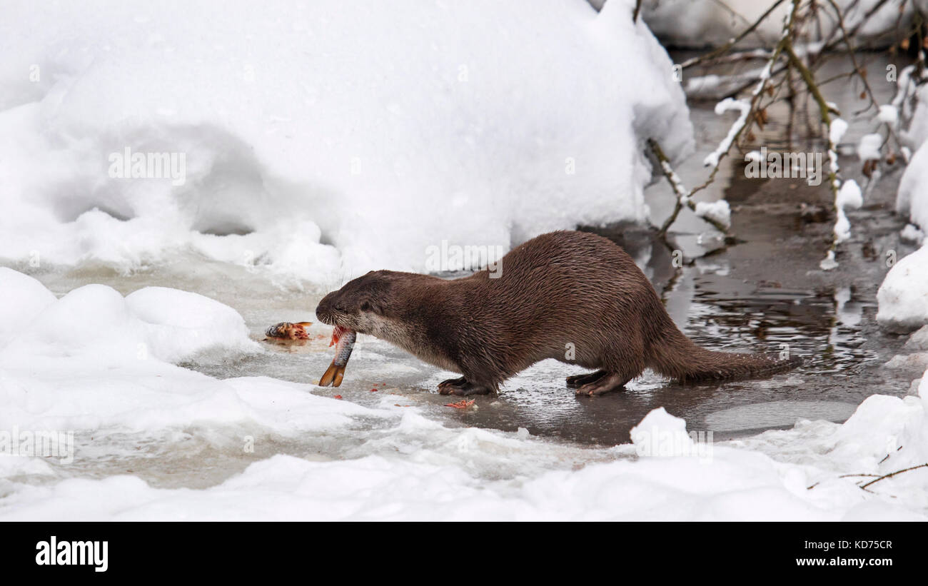 Rivière européenne loutre (Lutra lutra) manger du poisson pêché sur berge, dans la neige en hiver Banque D'Images