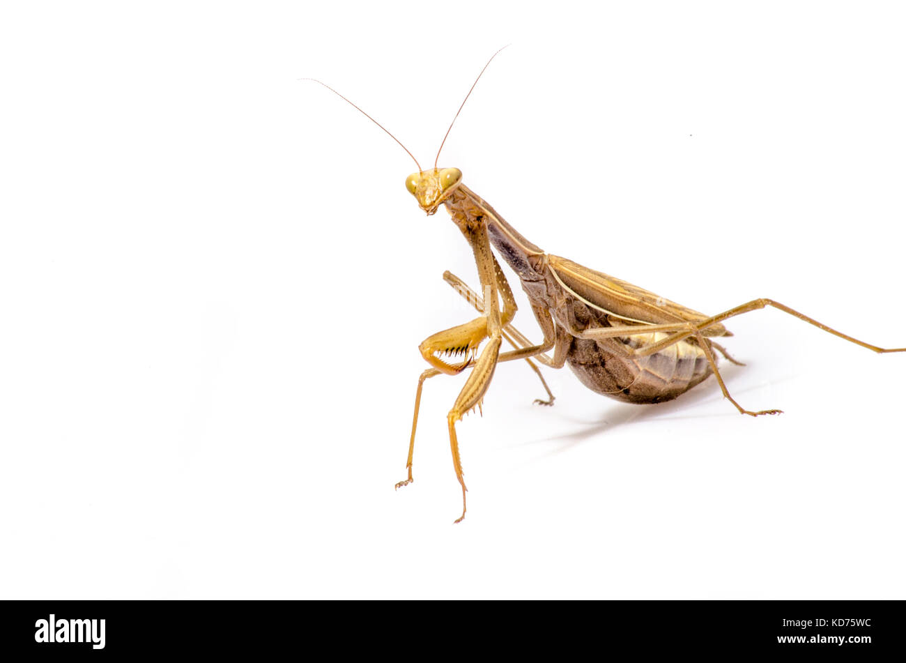 Violon errance, gongylus gongylodes mantis, in front of white background. Banque D'Images