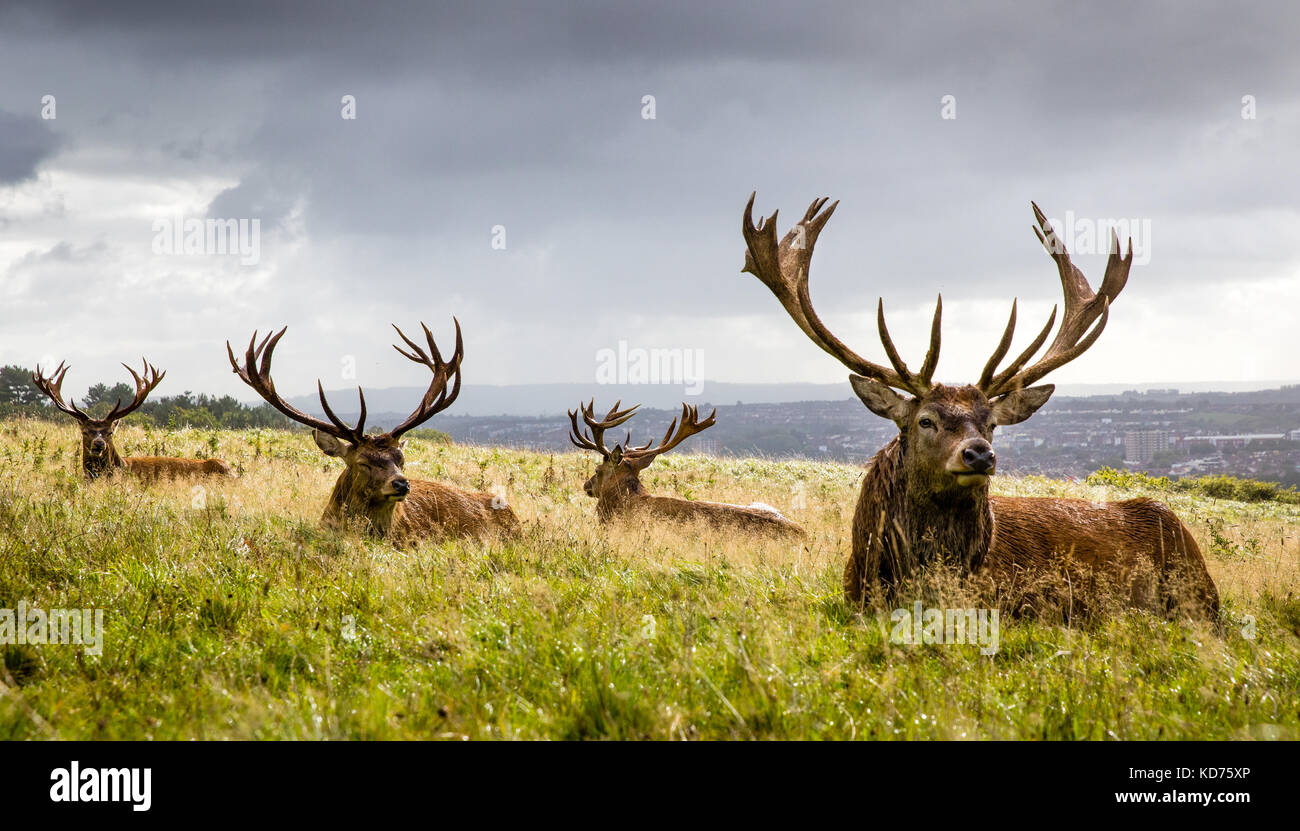 Rouge à maturité berghoff Cervus elaphus se reposant après la pluie au matin lourd Ashton Court au-dessus de Bristol UK Banque D'Images