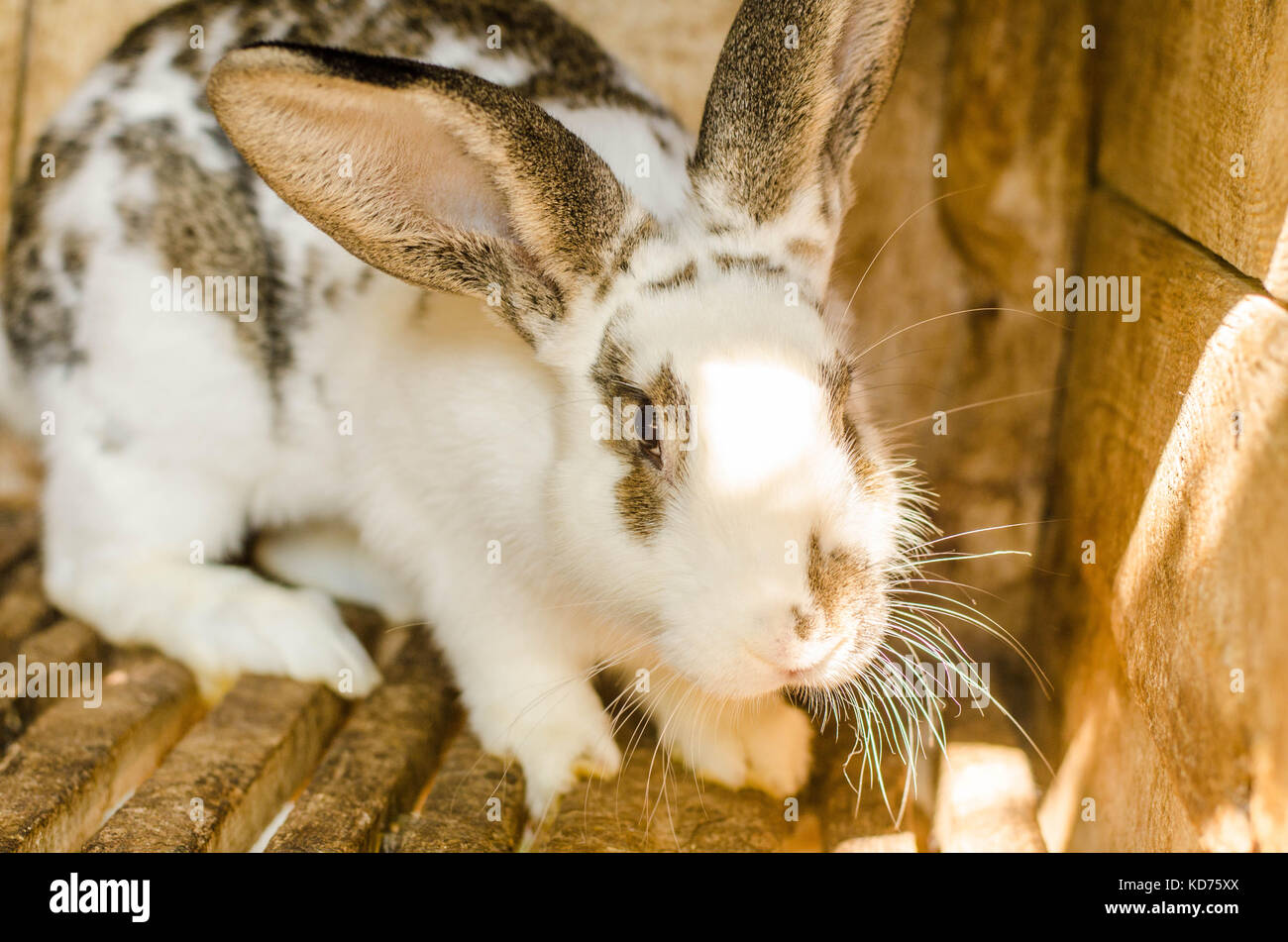 Nourrir les lapins sur la ferme des animaux en lapin-hutch. Banque D'Images