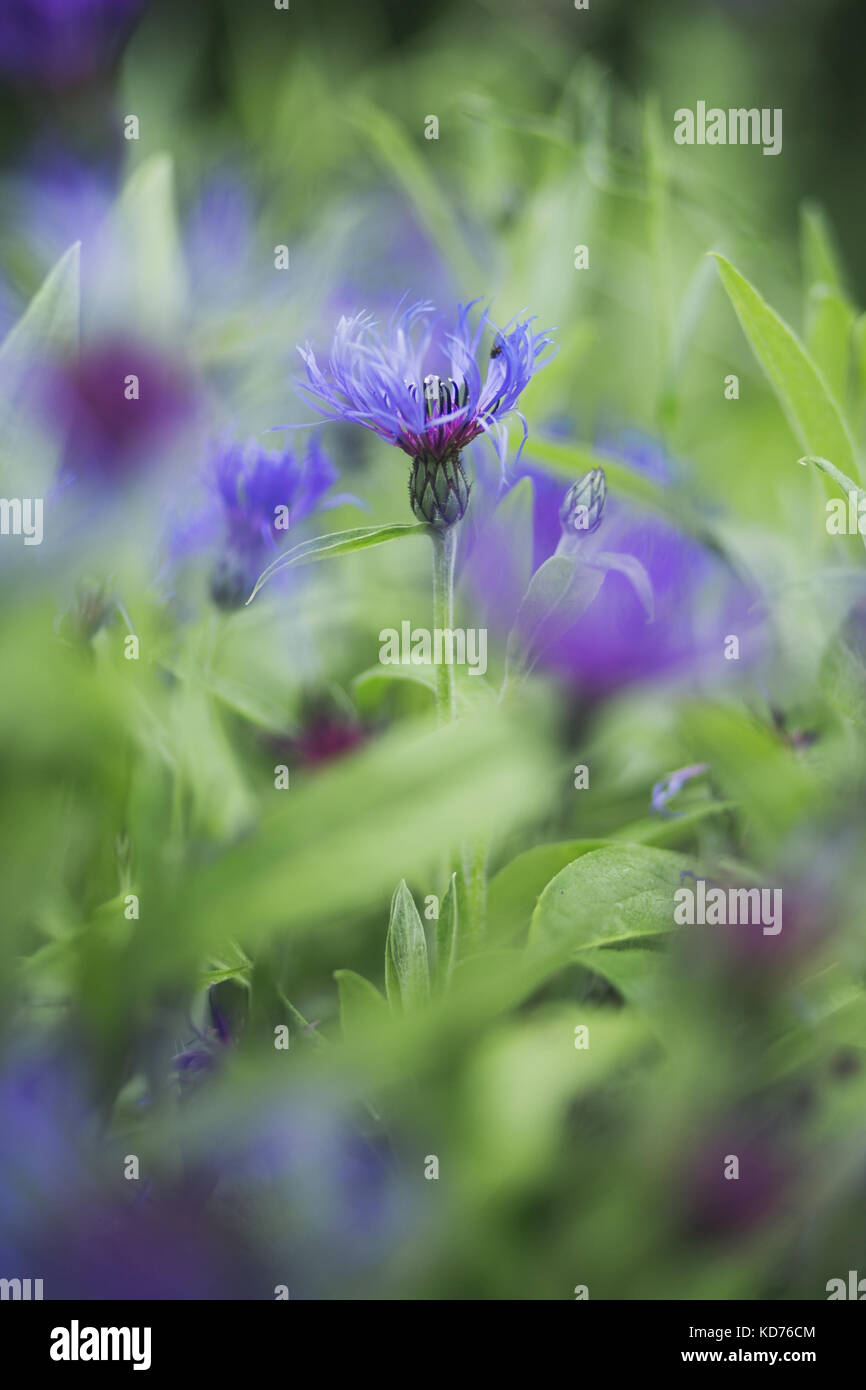 Portrait de fleurs de bleuet et de close-up Banque D'Images