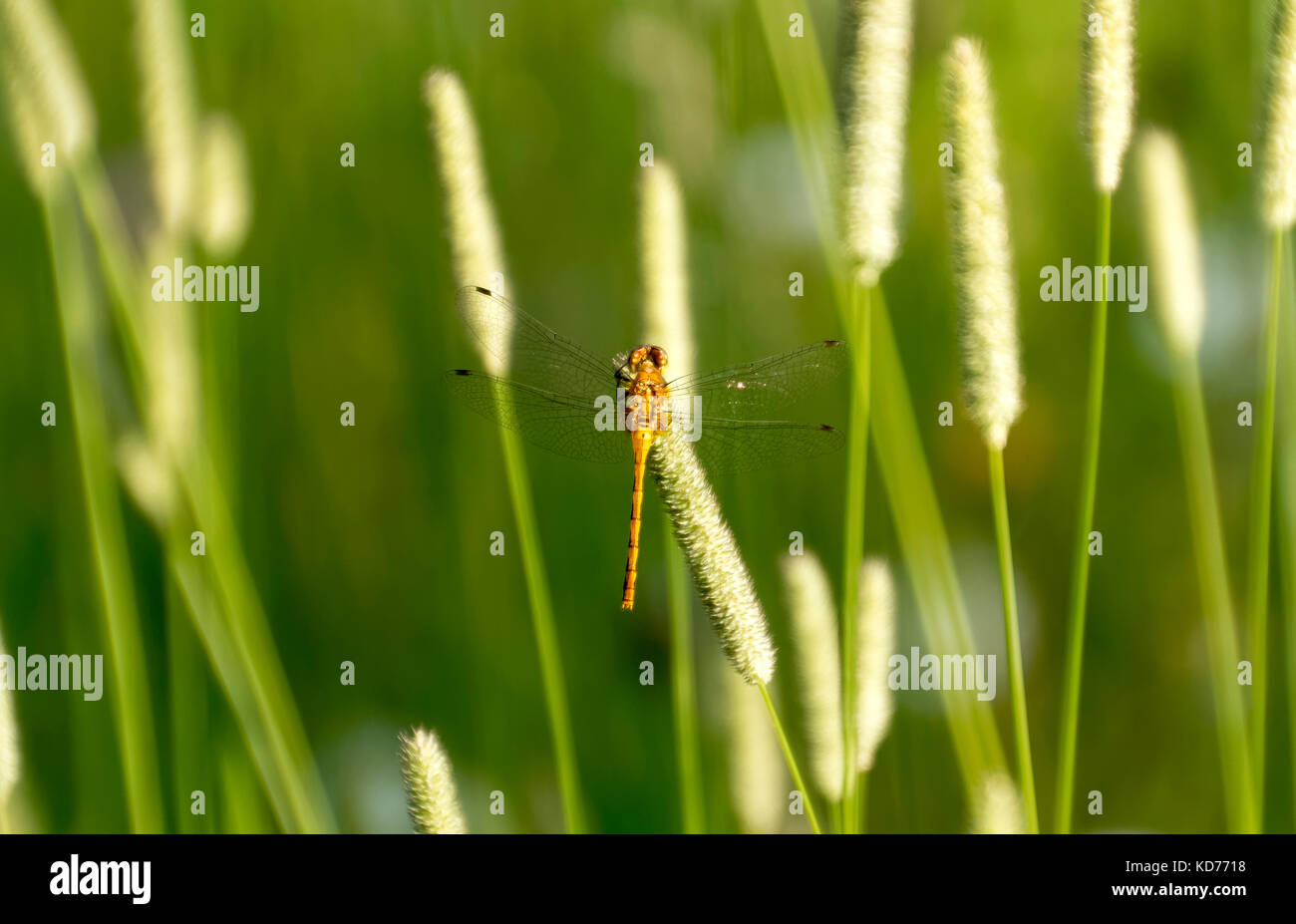 Une libellule posée sur la sétaire verte. Banque D'Images
