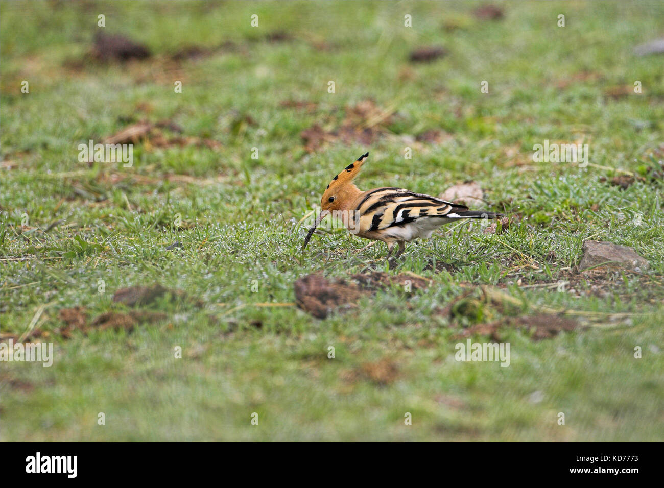 Huppe fasciée Upupa epops nourrir le bétail en champ près de Corte Corse France Banque D'Images