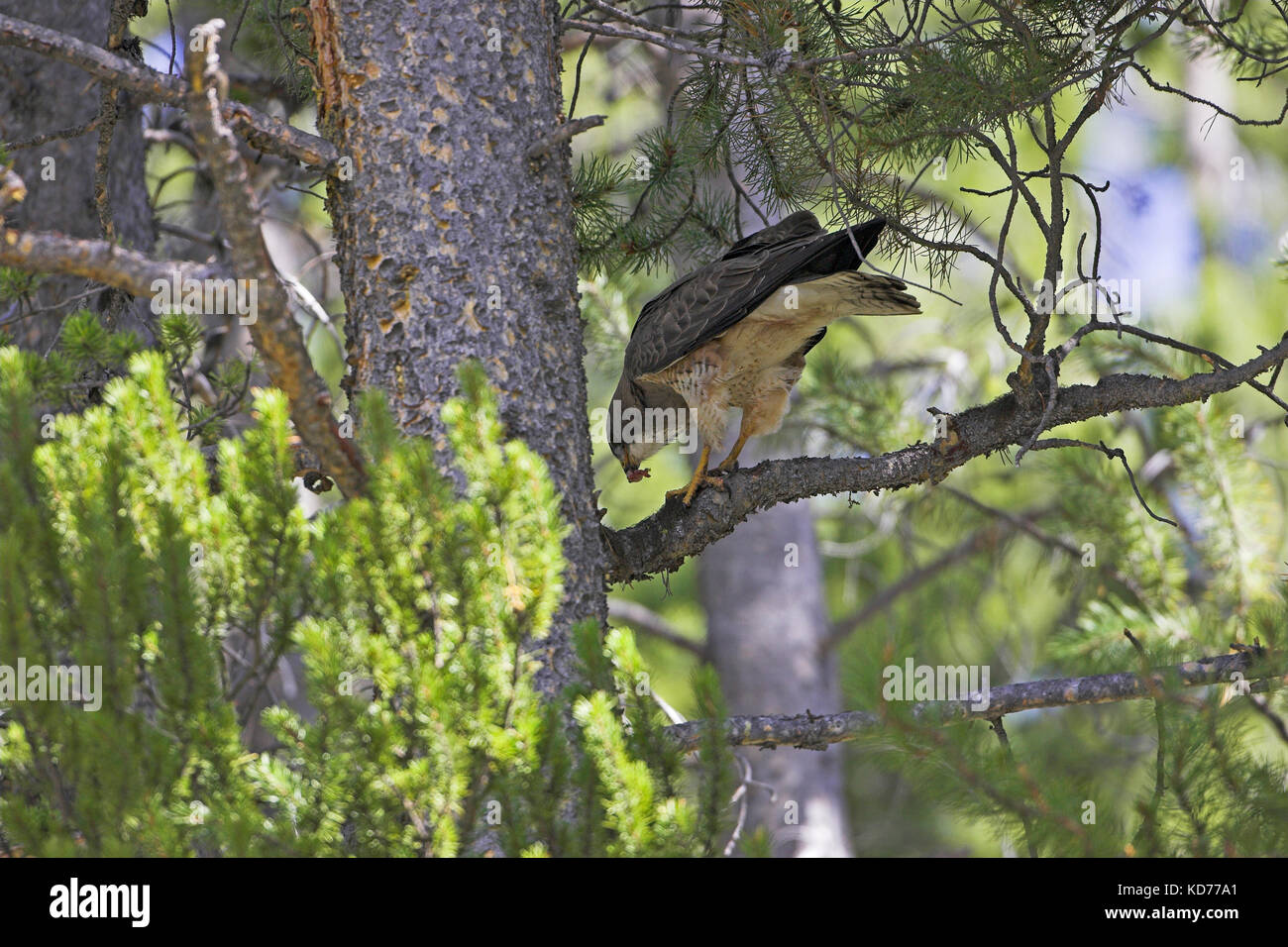 Buse de Swainson Buteo swainsoni en vol près de West Yellowstone États-Unis d'Amérique Banque D'Images