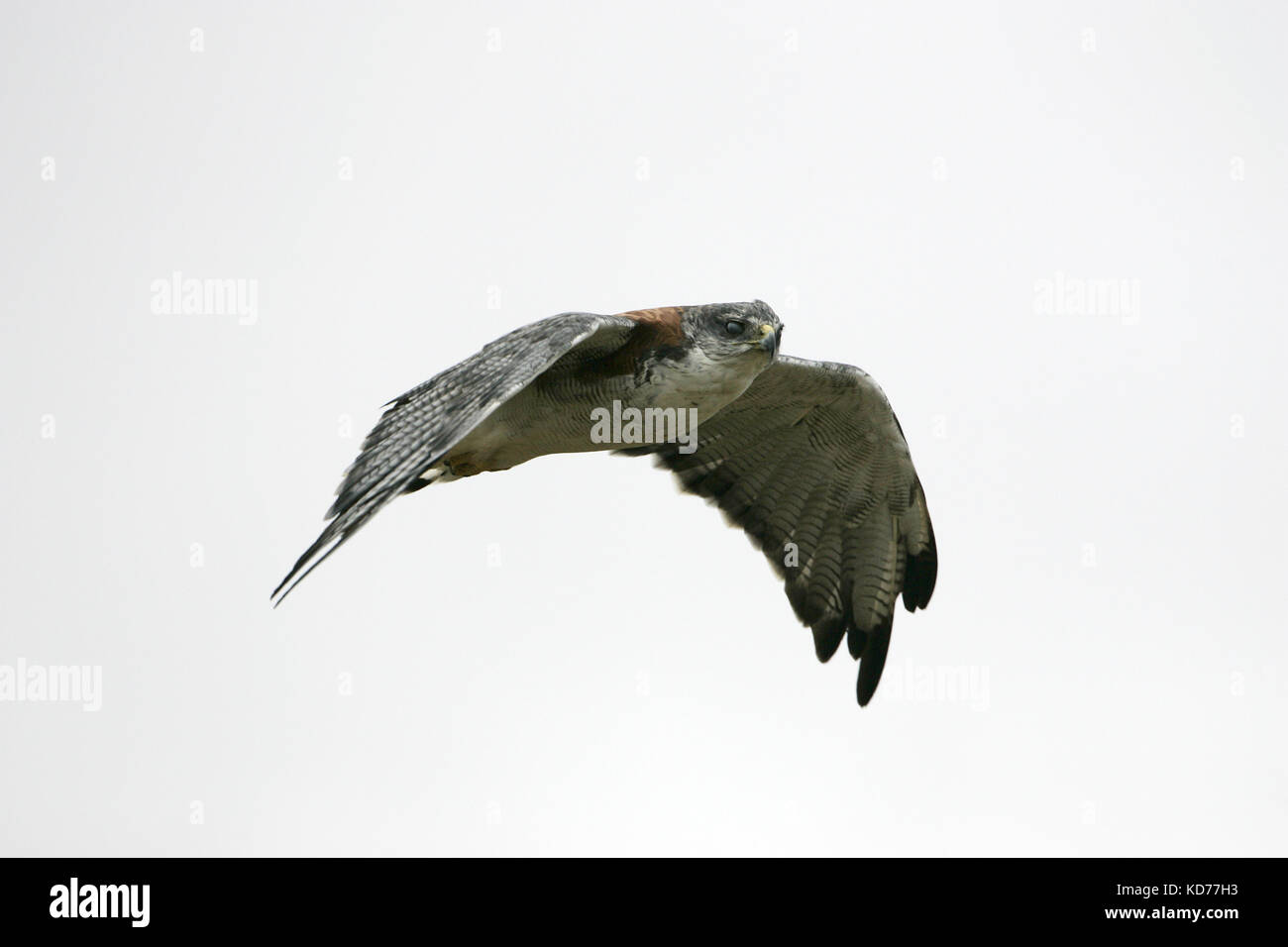 Buteo polyosoma Variable en vol Iles Falkland Banque D'Images