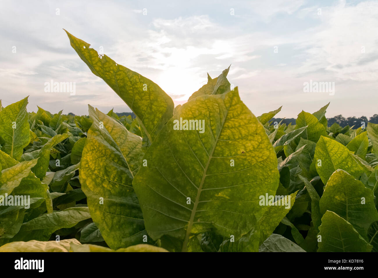Examiner de près les feuilles de tabac, sur une ferme du Kentucky. Banque D'Images