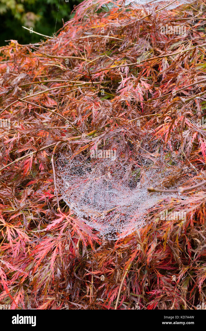 Couvert de rosée de l'web spider web feuille, Linyphia triangularis, drapé sur un palmataum couleur automne érable Acer dissectum atropurpureum Banque D'Images