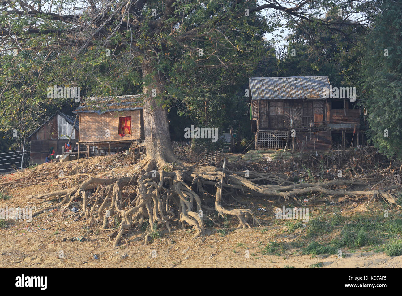 Un grand arbre avec les racines exposées couvre la rive à minhla village sur le fleuve Irrawaddy en Birmanie (Myanmar). Banque D'Images