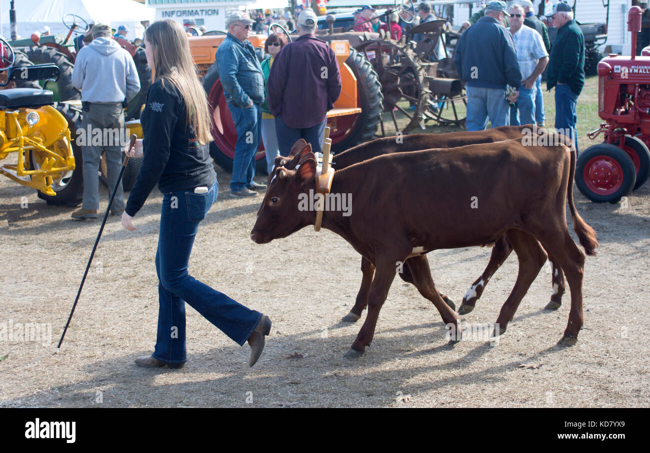 Une adolescente mène son prix des bœufs par l'exposition à la foire de Fryeburg, Maine, Maine, États-Unis Banque D'Images